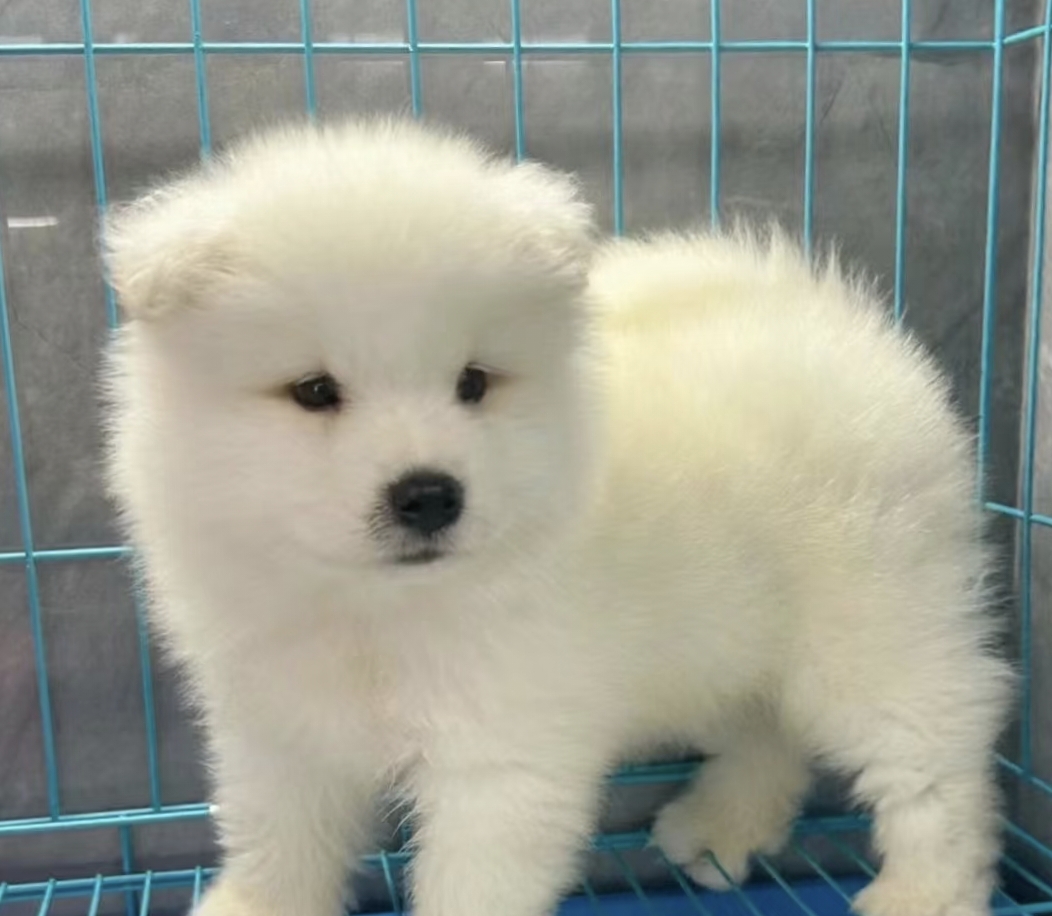 萨摩耶幼犬温顺善良，耐力好，外形优美，表情丰富，聪明伶俐记忆力强